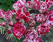Саджанці троянди флорибунда Арроу Фолієс (Rose Arrow Folies), фото 4