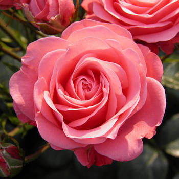 Саджанці троянди флорибунда Белла Роза (Rose Bella Rosa)