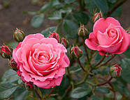 Саджанці троянди флорибунда Белла Роза (Rose Bella Rosa), фото 3