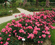Саджанці троянди флорибунда Белла Роза (Rose Bella Rosa), фото 4