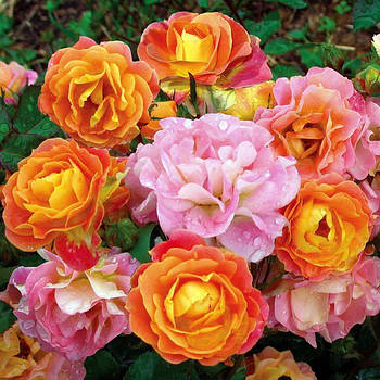 Саджанці троянди флорибунда Бордюр Камайо (Rose Bordure Camaieu)