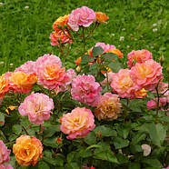 Саджанці троянди флорибунда Бордюр Камайо (Rose Bordure Camaieu), фото 3