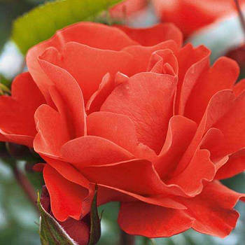 Саджанці троянди флорибунда Вестпоінт (Rose Westpoint)
