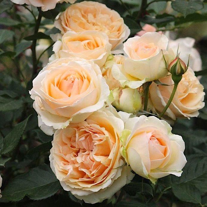 Саджанці троянди флорибунда Женев'єв Орсі (Rose Genevieve Orsi)