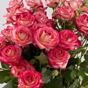 Саджанці спрей троянди Імара (Rose Imara)