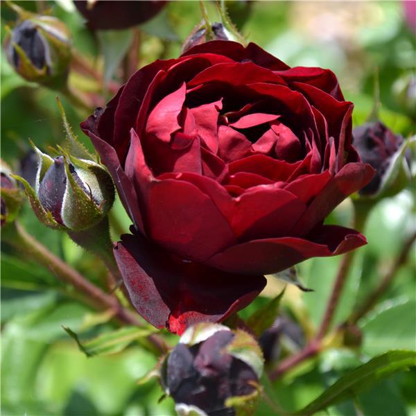 Саджанці троянди флорибунда Малікорн (Rose Malicorne)
