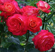 Саджанці троянди флорибунда Мідсаммер (Rose Midsummer), фото 3