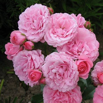Саджанці кущової троянди Роял Боніка (Rose Royal Bonica)