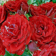 Саджанці троянди флорибунда Торнадо (Rose Tornado), фото 3