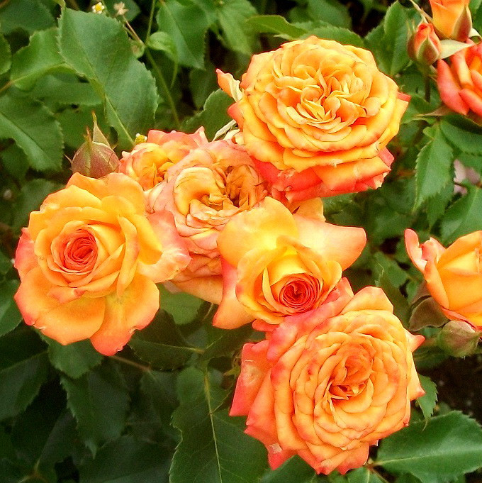 Саджанці троянди флорибунда Апельсин (Rose Orange)