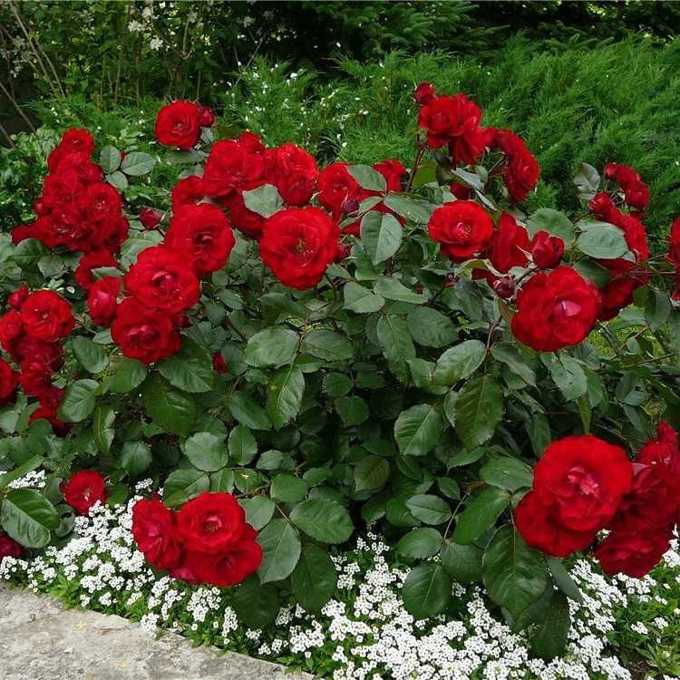 Саджанці троянди флорибунда Ніколо Паганіні (Rose Niccolo Paganini)