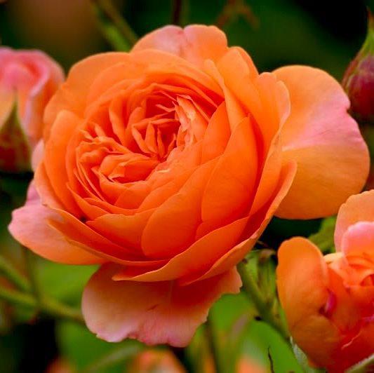 Саджанці англійської троянди Леді Емма Гамільтон (Lady Rose Emma Hamilton)
