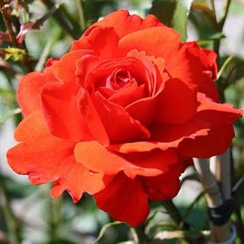 Саджанці кущової троянди Кордес Діамант (Rose Kordes Brillant)