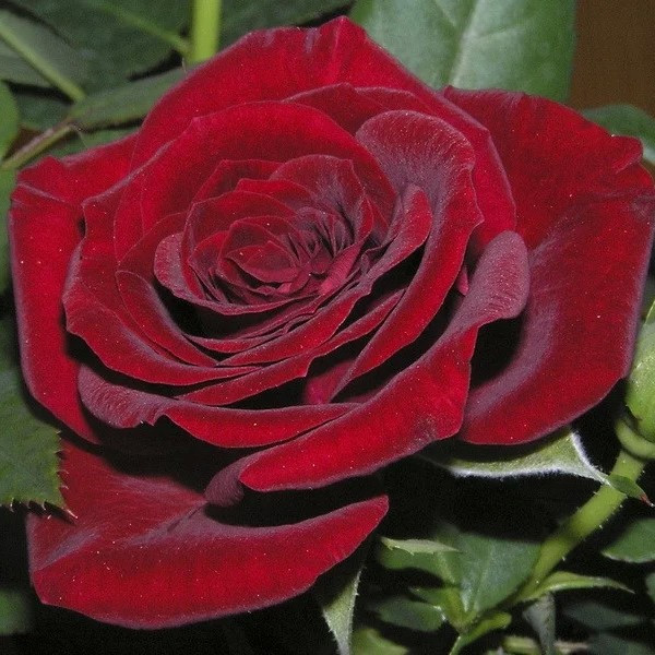 Саджанці чайно-гібридної троянди Кримський Рубін (Rosе Crimean Ruby)