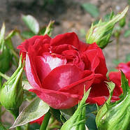 Саджанці бордюрної троянди Мейди (Rose Maidу), фото 3
