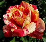 Саджанці бордюрної троянди  Пінк Оранж (Rose Pink Orange), фото 3