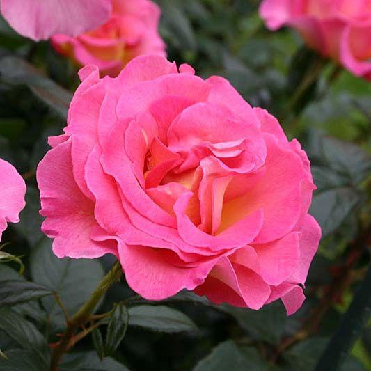 Саджанці чайно-гібридної троянди Пінк Парадиз (Rose Pink Paradise)