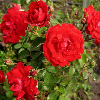 Саджанці канадської  троянди Шамплейн ( Champlain )