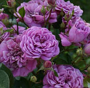 Саджанці кущової троянди Блу Бой (Rose Blue Boy), фото 3