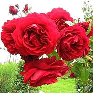 Саджанці плетистої троянди Бельканто (Rose Belkanto), фото 3