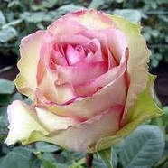 Саджанці чайно-гібридної троянди Есперанса (Rose Esprance), фото 2