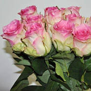 Саджанці чайно-гібридної троянди Есперанса (Rose Esprance), фото 3