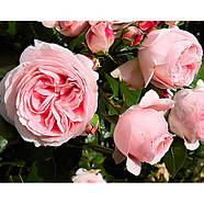 Саджанці плетистої троянди Джардина (Rose Giardina), фото 4