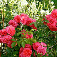Саджанці плетистої троянди Лагуна (Rose Laguna), фото 3