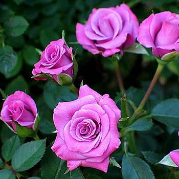Саджанці спрей троянди Лаванда (Lavanda)