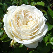 Саджанці кущової троянди Артеміс (Rose Artemis), фото 3