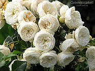 Саджанці кущової троянди Артеміс (Rose Artemis), фото 4