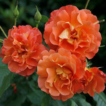 Саджанці паркової троянди Вестерленд (Westerland)