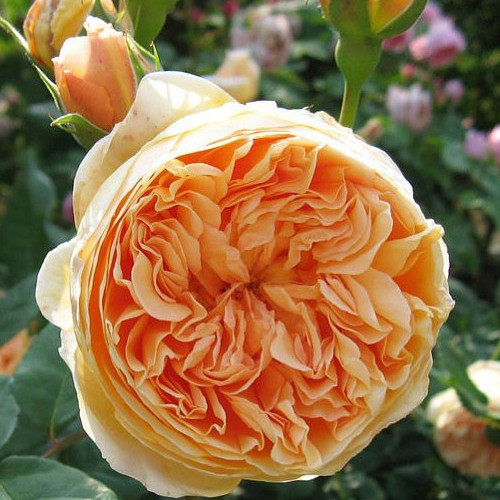 Саджанці англійської троянди Корона Принцеси Маргарет (Rose Crown Princess Margareta) С2