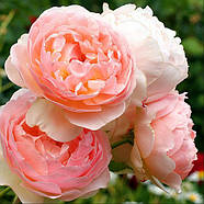 Саджанці англійської троянди Евелін (Rose Evelyn), фото 3
