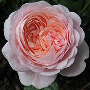 Саджанці англійської троянди Квін оф Свіден (Rose Queen of Sweden), фото 4