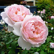 Саджанці англійської троянди Шаріфа Асма (Rose Sharifa Asma), фото 3