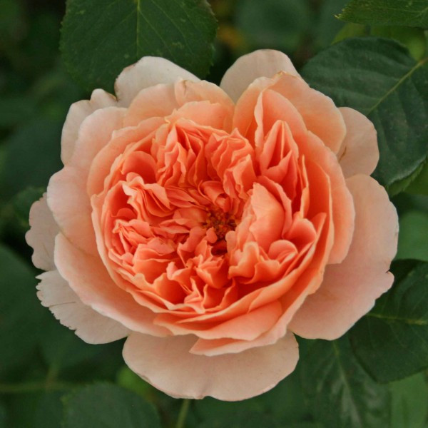 Саджанці англійської троянди Ти Кліппер (Tea Rose Clipper)