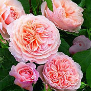 Саджанці англійської троянди Вільям Морріс (Rose William Morris), фото 3