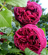 Саджанці англійської троянди Фальстаф (Rose Falstaff), фото 3