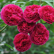 Саджанці англійської троянди Фальстаф (Rose Falstaff), фото 4
