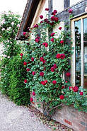 Саджанці англійської троянди Фальстаф (Rose Falstaff), фото 5