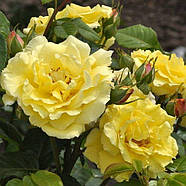 Саджанці плетистої троянди Лихткенигін Лючія (Rose Lichtkonigin Lucia), фото 3