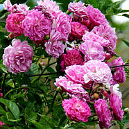Саджанці плетистої троянди Аметист (Rose Amethyste), фото 3
