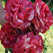 Саджанці плетистої троянди Брауні (Rose Brownie), фото 3