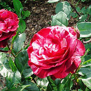 Саджанці плетистої троянди Брауні (Rose Brownie), фото 4