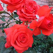 Саджанці плетистої троянди Майнтауер (Rose Maintower), фото 3