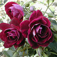 Саджанці троянди флорибунда Бургунді Айс (Rose Red Ice), фото 3
