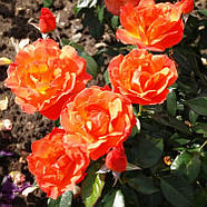 Саджанці троянди флорибунда Феллоушип (Rose Fellowship), фото 4