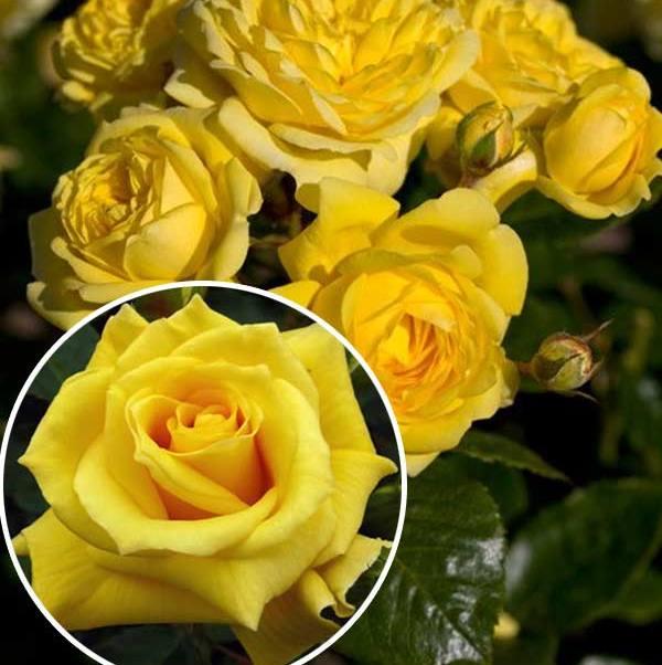 Саджанці троянди флорибунда Фрезія (Rose Friesia)