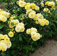 Саджанці троянди флорибунда Фрезія (Rose Friesia), фото 3